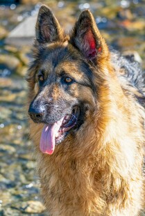 可爱德国牧羊犬户外吐舌