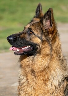 德国牧羊犬特写