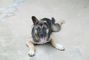 趴着的可爱德国牧羊犬