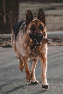 奔跑的德国牧羊犬