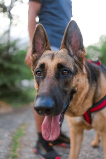可爱德国牧羊犬户外吐舌