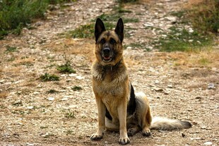 坐于小径的德国牧羊犬