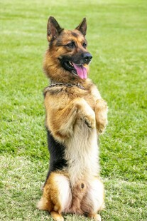 德国牧羊犬站立在草地上