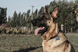德国牧羊犬户外吐舌照