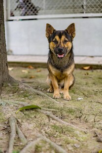 可爱德国牧羊犬蹲坐