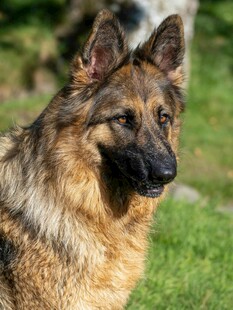 德国牧羊犬户外帅气模样