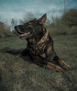草地休憩的德国牧羊犬