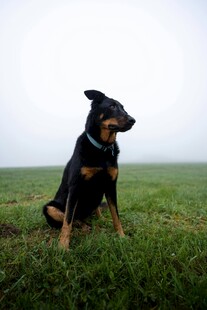 草地上的帅气黑棕犬