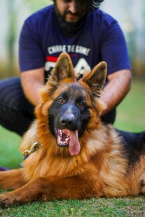男子与德国牧羊犬惬意时光