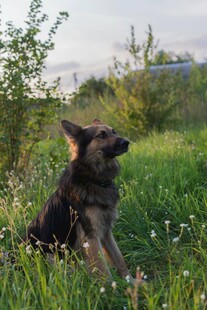 草地中的可爱黑犬