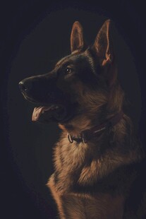 威武德国牧羊犬特写