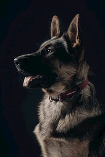 帅气德国牧羊犬特写