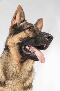 德国牧羊犬特写