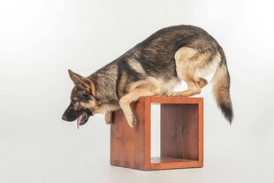 德国牧羊犬站立于木架上