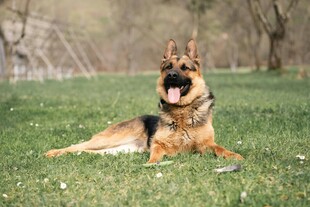 德国牧羊犬惬意躺卧草地