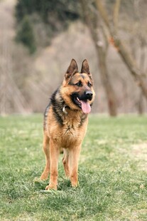 草地中的德国牧羊犬