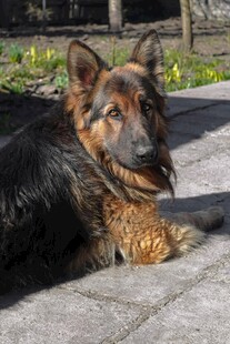 趴卧的德国牧羊犬