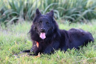 黑色犬只惬意躺于草地