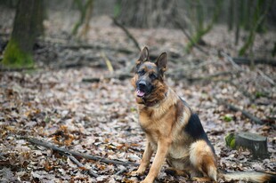 森林中坐立的德国牧羊犬