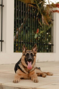 趴卧的德国牧羊犬