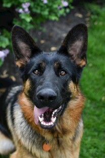 可爱德国牧羊犬惬意趴草地