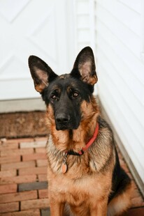 帅气德国牧羊犬蹲坐门前