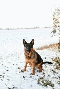 雪地中的德国牧羊犬