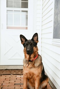 门前德国牧羊犬静坐
