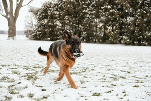 雪地中奔跑的德国牧羊犬