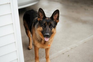 门口的德国牧羊犬