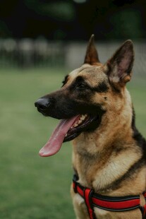 户外吐舌的帅气德国牧羊犬