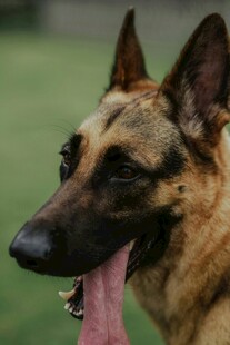 吐舌的德国牧羊犬