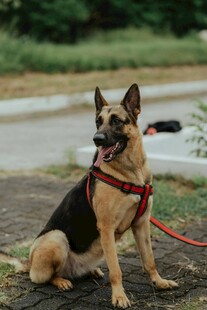德国牧羊犬拴绳安静坐着
