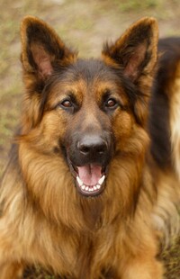 可爱德国牧羊犬惬意趴卧