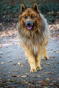 漫步的长毛犬
