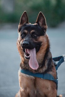 帅气德国牧羊犬吐舌卖萌