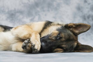 趴着休息的德国牧羊犬