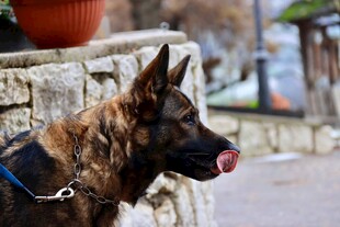 吐舌的德国牧羊犬