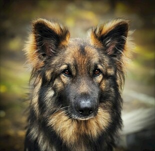 帅气长毛德国牧羊犬特写