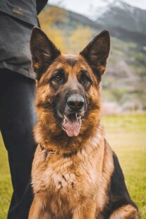 人与德国牧羊犬温馨瞬间
