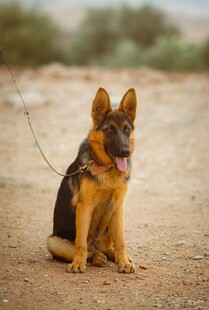 坐地的德国牧羊犬
