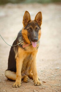 坐着的德国牧羊犬