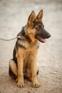 坐着的德国牧羊犬