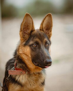 帅气德国牧羊犬特写