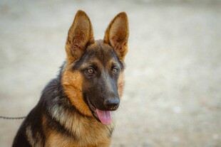 可爱德国牧羊犬吐舌卖萌