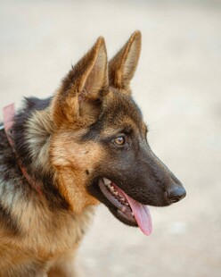 可爱德国牧羊犬吐舌瞬间