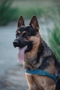 帅气德国牧羊犬户外照