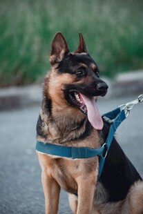 拴着牵引绳的帅气牧羊犬
