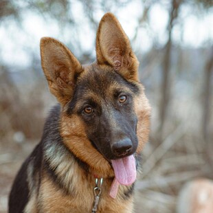 帅气德国牧羊犬吐舌卖萌