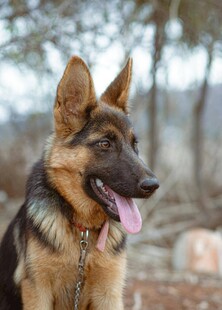 可爱德国牧羊犬户外肖像